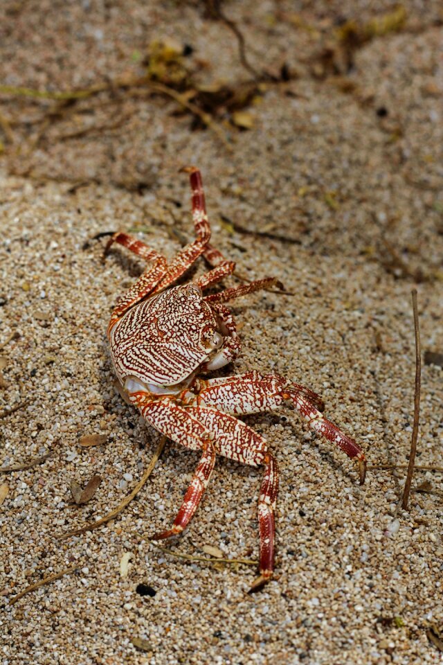 Nature beach animal