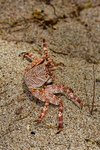Nature beach animal