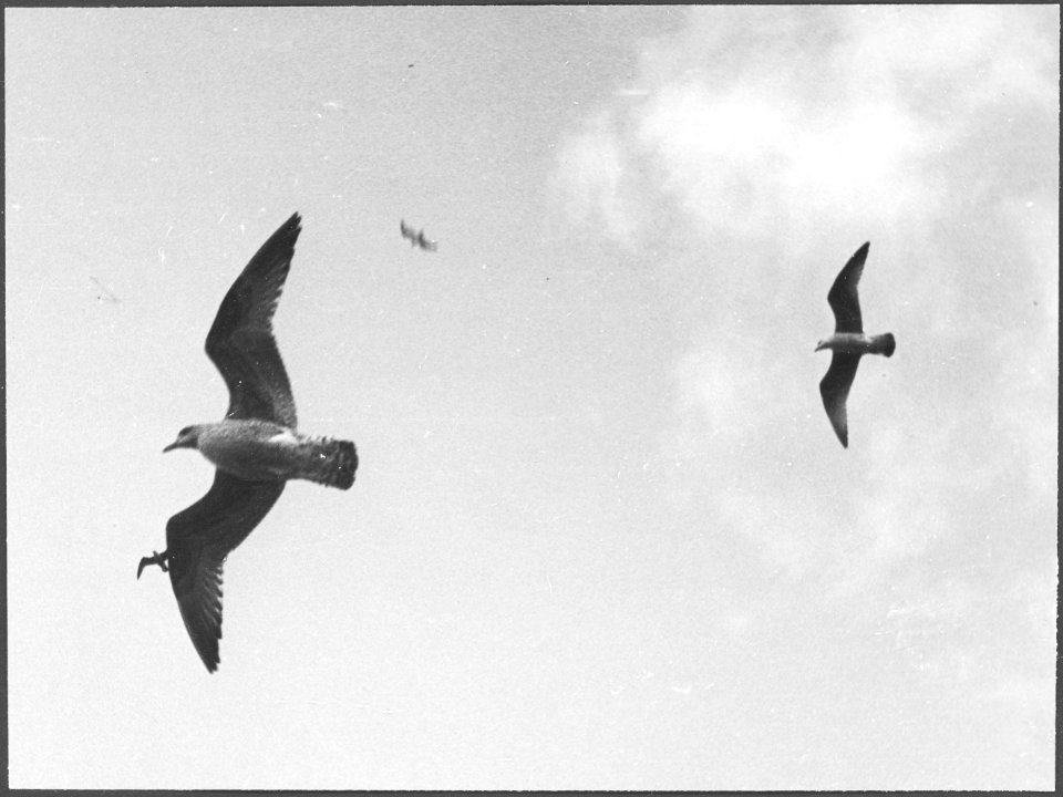 CH-NB - Vögel - Annemarie Schwarzenbach - SLA-Schwarzenbach-A-5-27-033