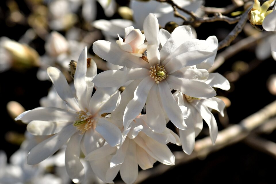 Bloom flower plant