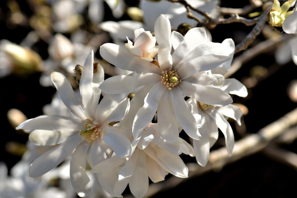 Bloom flower plant photo