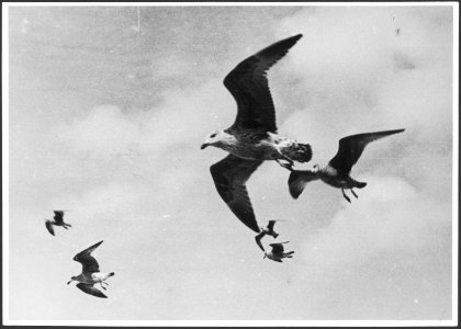 CH-NB - Vögel - Annemarie Schwarzenbach - SLA-Schwarzenbach-A-5-27-032