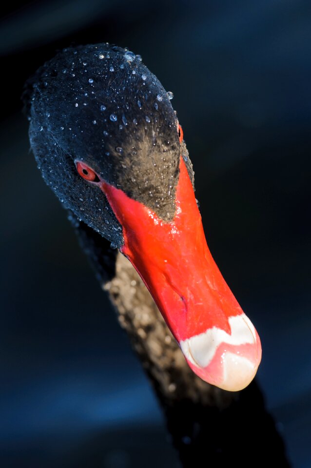 Bird red beak red eyes