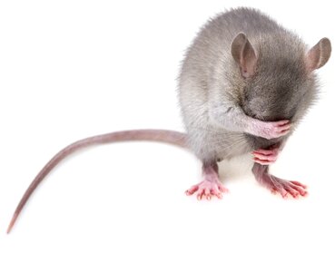Rat mice pest photo