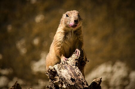 Animal rodent cute photo