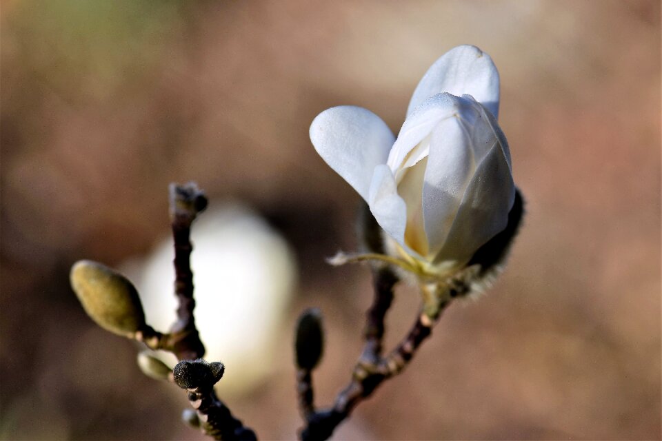 Bud bloom flower