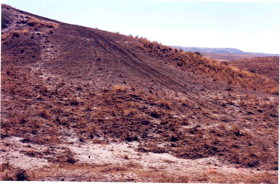 Chaenactis cusickii ORV tracks in SW Idaho