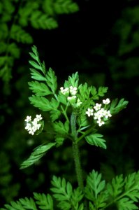 Chaerophyllum procumbens NRCS-1