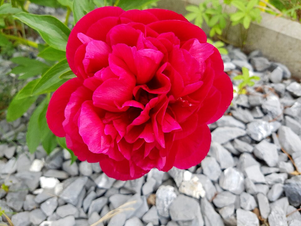 Bloom nature rose blooms