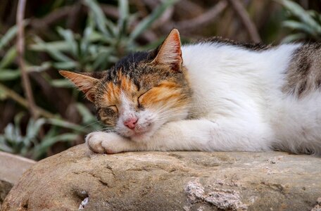 Sleeping cat lazy photo