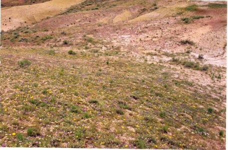 Chaenactis cusickii habitat in SW Idaho photo