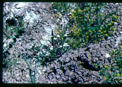 Chaenactis cusickii plant in SW Idaho 4 photo