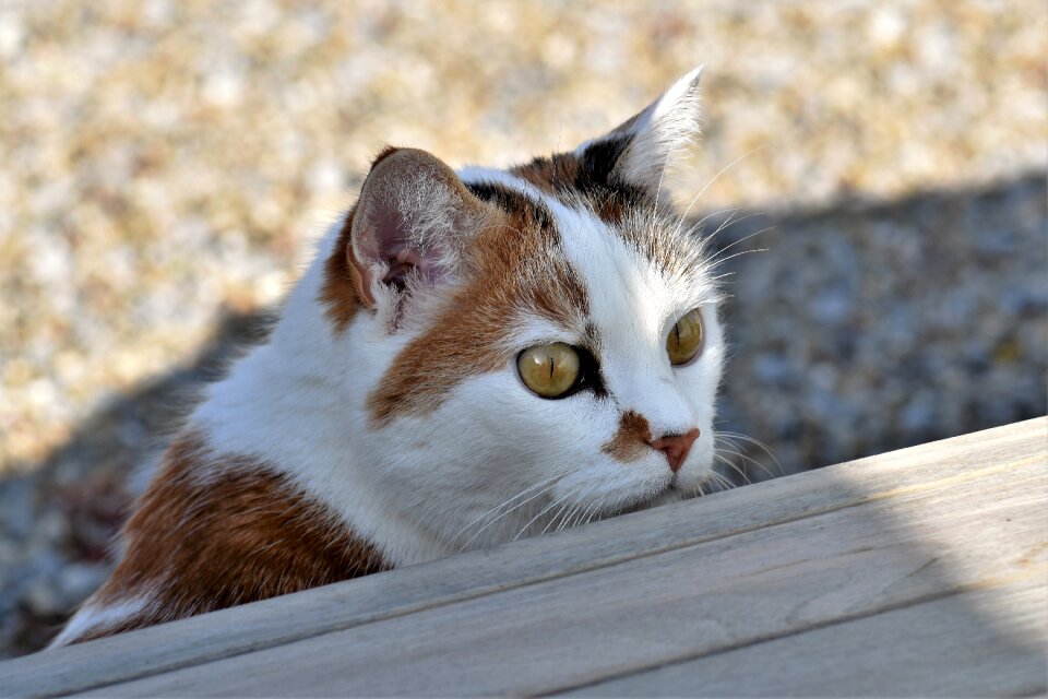 Animal nature pet