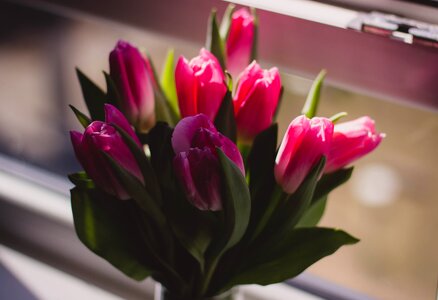 Flower plant vase photo