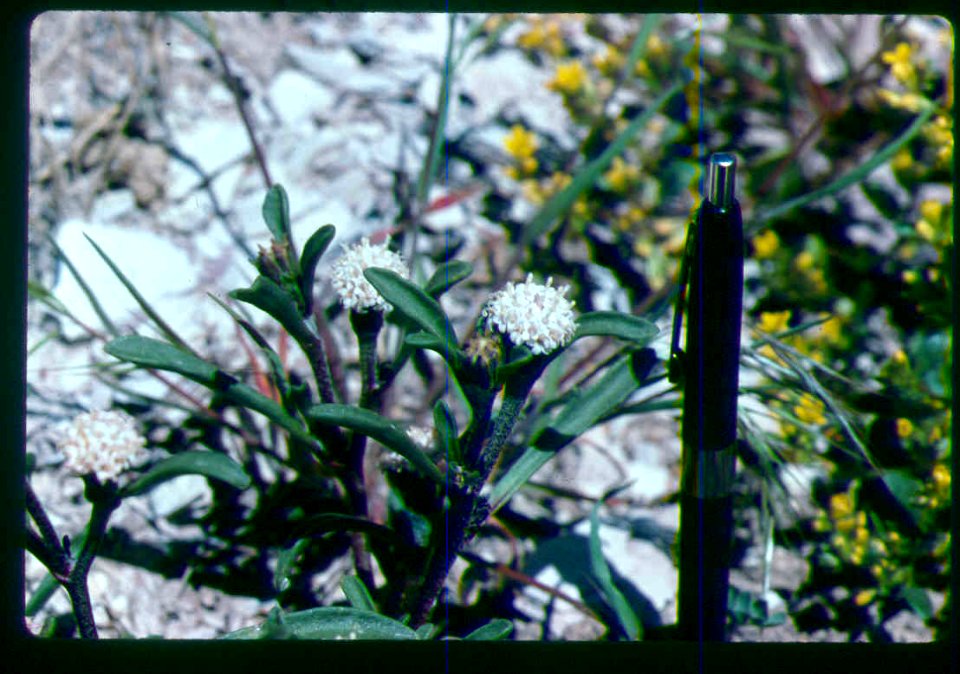 Chaenactis cusickii plant in SW Idaho 3