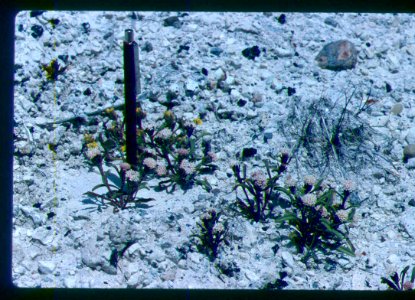 Chaenactis cusickii plant in SW Idaho photo