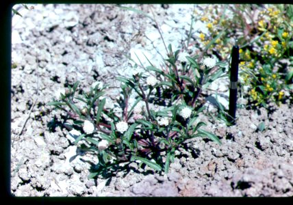 Chaenactis cusickii plant in SW Idaho 2 photo