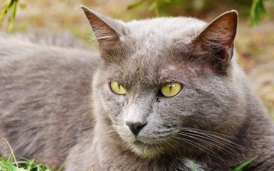 Grey feline eyes
