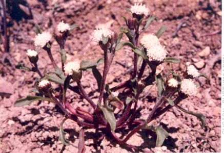 Chaenactis cusickii plant in SW Idaho 6 photo