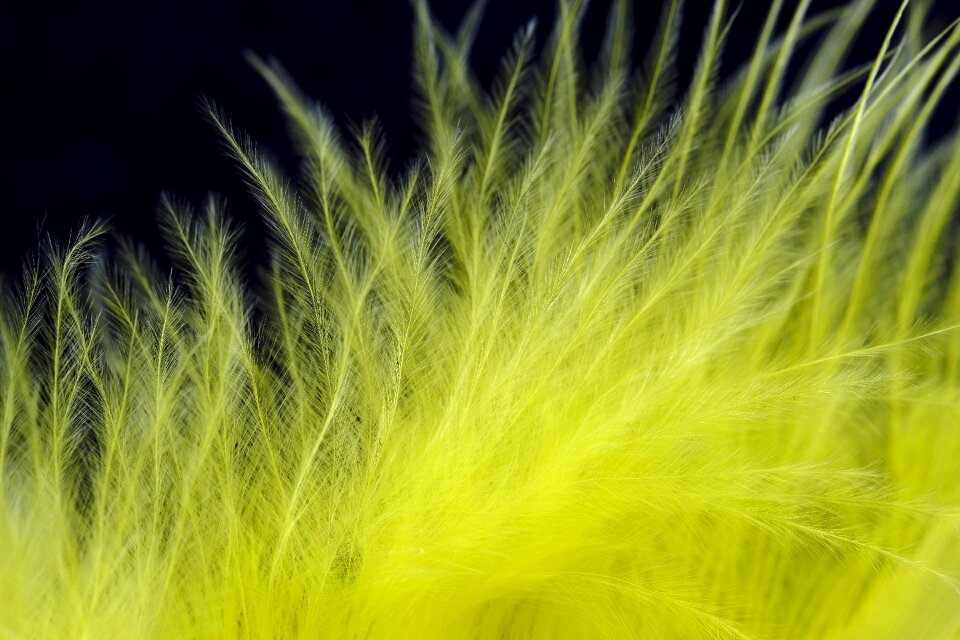 Down slightly yellow