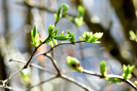 Leaf green bud photo