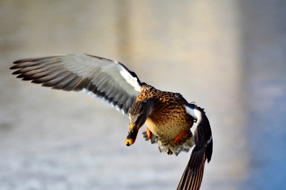 Mallard bird feather