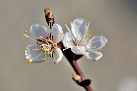 Bloom flower plant