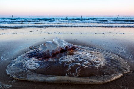 Blue stop shark nets at low tide