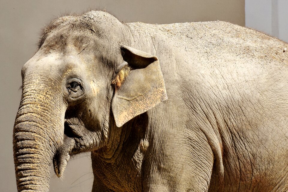 Animal portrait africa grauhaeuter