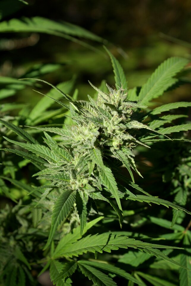 Marijuana weed flower