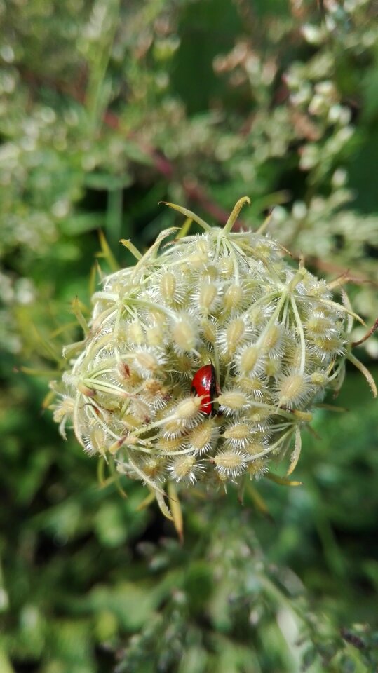 Insects of god ladybug