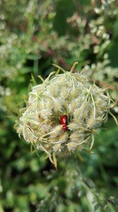 Insects of god ladybug photo
