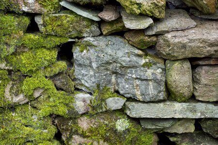 Rock lichen stone photo