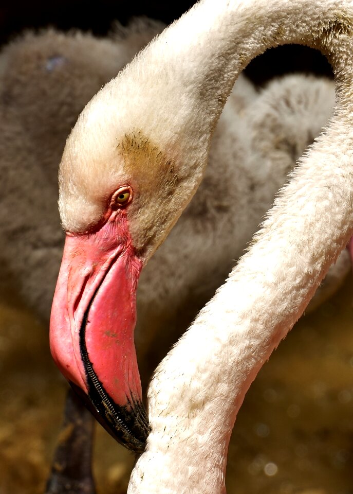 Bird colorful tierpark hellabrunn