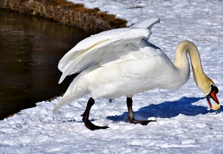 Pride waterfowl bird