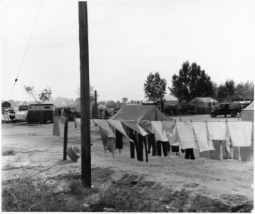 Chandler, Maricopa County, Arizona. Auto camp for cotton pickers. - NARA - 522547 photo