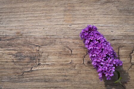 Plant blossom bloom