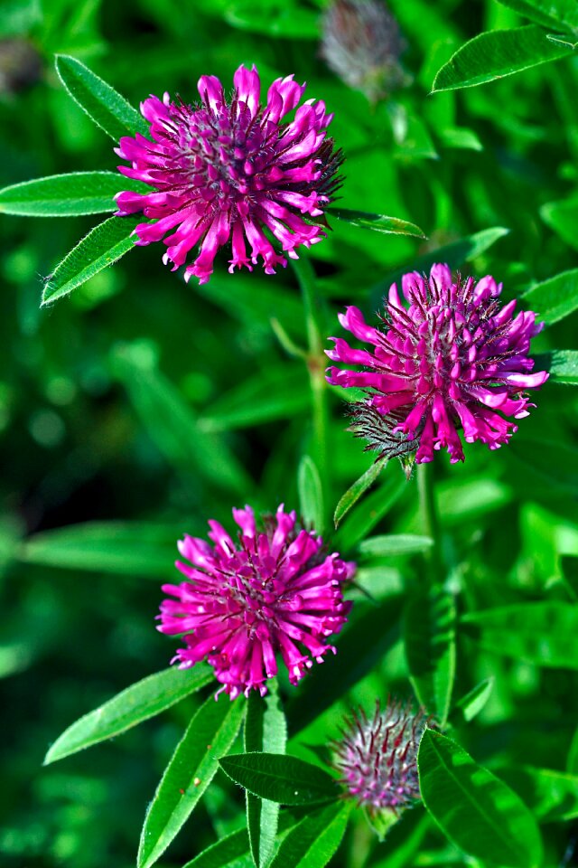 Summer flowers plant red flower