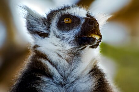Cute primate ring tailed lemur photo