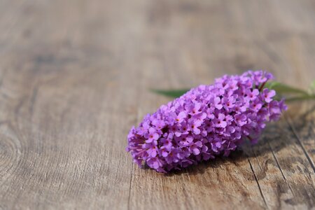 Plant blossom bloom