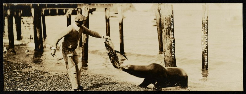 Chappie feeding the seals, Catalina Island - Lester Clement Barton. LCCN2013646890