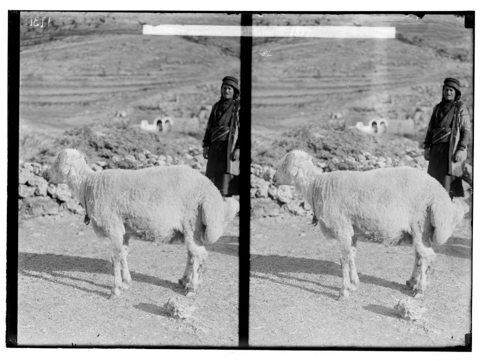 Characters and industries, etc. Fat-tailed sheep LOC matpc.02212