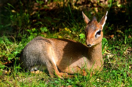Animal cute kirk-dikdik