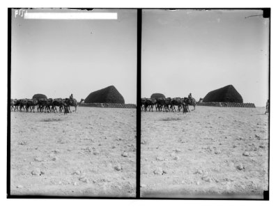 Characters and industries, etc. Stack of licorice root at Aleppo LOC matpc.02201