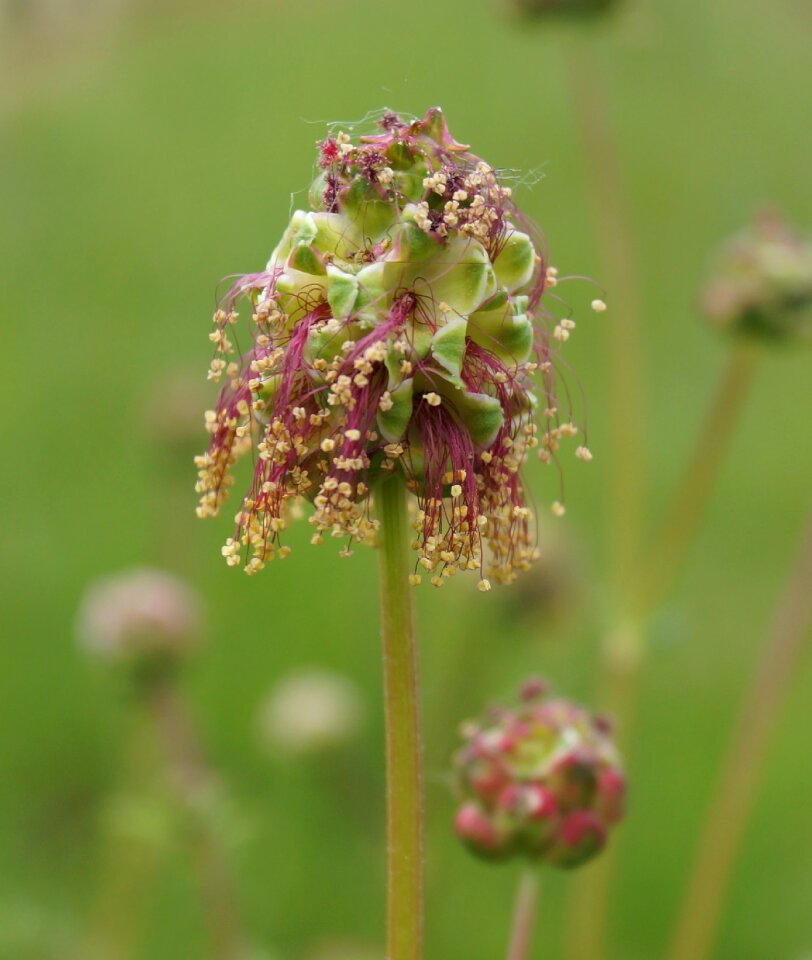 Flowering from the small burnet meadow flower bloom in the spring