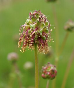 Flowering from the small burnet meadow flower bloom in the spring
