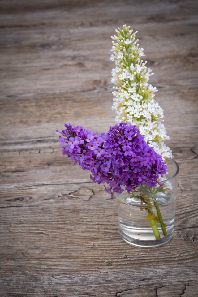 Plant blossom bloom