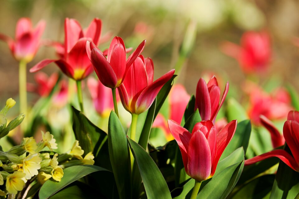 Spring close up colorful photo