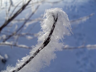 Hoarfrost winter frost photo