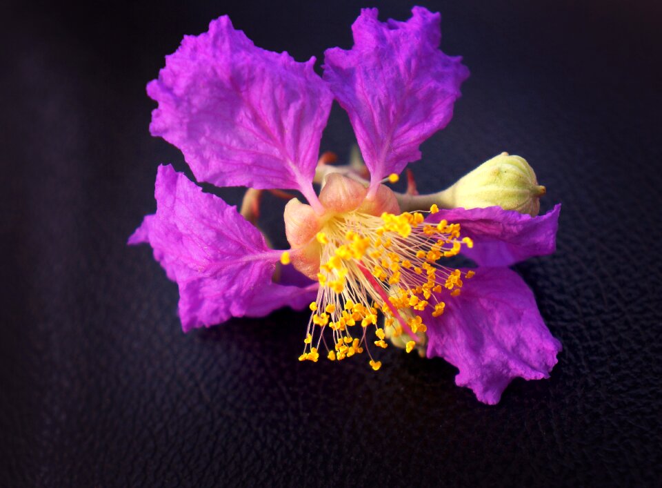 Purple flowers flowers landscape natural